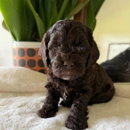 Pink Girl - Brown female Cockapoo puppy in Fort Gibson, Oklahoma from Waggle Doodles