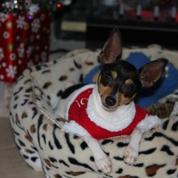 Pumik and Toy Fox Terriers from Ter-Lee Toy Fox Terriers & Pumik