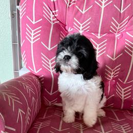 Apple - Black and white male Cavapoo puppy in Nevada, Missouri from Backroad Fur Babies