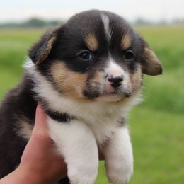 Ivy - Black and tan female Pembroke Welsh Corgi puppy in North Manchester, Indiana from Covered Bridge Corgis