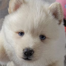 Girl 2 - female Pomsky puppy in Norfolk, Virginia from 'Brick'House Couture Pomskies