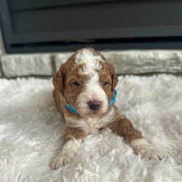 Snickerdoodle - Red male Bernedoodle puppy in Fort Wayne, Indiana from Crimson Curl Doodles