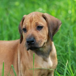 Rhodesian Ridgeback Puppies from On The Rocks Rhodesian Ridgebacks