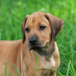 Rhodesian Ridgeback Puppies from On The Rocks Rhodesian Ridgebacks