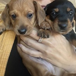 Dachshund Puppies from Danielle Jensen