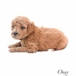 Onyx - Red  male Goldendoodle puppy in Boise, Idaho from Goldendoodle Baby