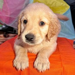 Stanley - Golden Golden Retriever puppy in Sedalia, Missouri from Bee’s Retrievers