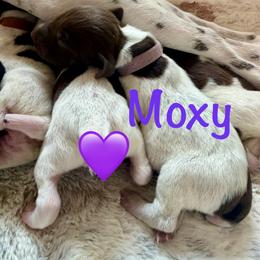 Girl 5 - female German Shorthaired Pointer puppy in Conroe, Texas from The Tipsy Rabbit