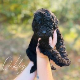 Oakley - Black male Goldendoodle puppy in Cedartown, Georgia from Loyal Doodles