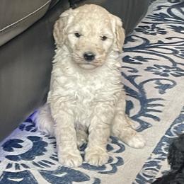 Tinsel - Cream female Labradoodle puppy in Craig, Nebraska from Top Knot Companions Poodles and Labradoodles