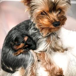 Yorkshire Terrier Puppies from Essence of Grace Yorkies