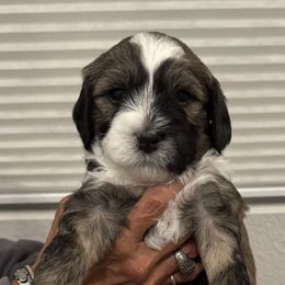Snoopy - Sable and white Tibetan Terrier puppy in Winters, California from Rama Kha Tibetans