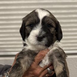 Snoopy - Sable and white Tibetan Terrier puppy in Winters, California from Rama Kha Tibetans