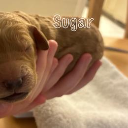 Goldendoodle Puppies from Lena’s “Baby Beans” and “Christmas Cookies”