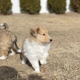 Collie Puppies from Cadie's Collies