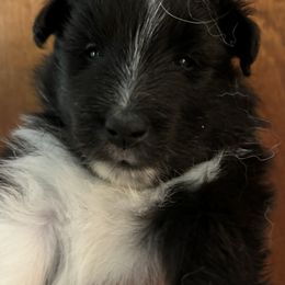 Shetland Sheepdog Puppies from Triumph Shelties