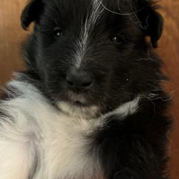 Shetland Sheepdog Puppies from Triumph Shelties