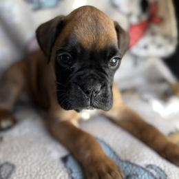 Ginger - Fawn female Boxer puppy in Cicero, New York from MK Boxer Haven of CNY