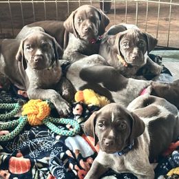 German Shorthaired Pointers from Blanton Creek Ranch GSP South Texas