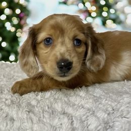 Mika long coat blue eyes - Dapple female Dachshund puppy in Lakeland, Florida from Elite Doxies Florida
