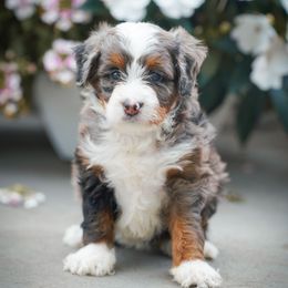 Astra - Merle female Bernedoodle puppy in Dundee, Ohio from Down Home Doodle
