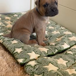 Girl 3 - Fawn female Cane Corso puppy in Briggs, Texas from Capital City Corso’s