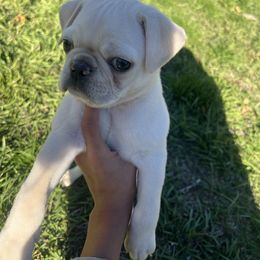 Butternut - Cream male Pug puppy in Salt Lake City, Utah from J&B Pugs