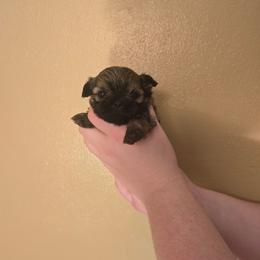 Girl 3 - Gold female Shih Tzu puppy in Norris City, Illinois from Dainty and Darling Shih Tzu