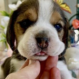 Beagle Puppies from Fuller Beagles