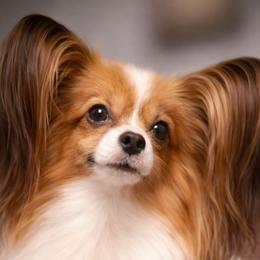 Ember - Papillon