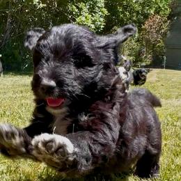 Golden Aussiedoodle and Goldendoodle Puppies from Wild Rose Tiny Poodles & Doodles