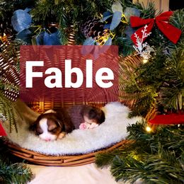 Pembroke Welsh Corgi Puppies from Whimsical Treasure Corgis