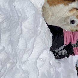 Hazel - Pembroke Welsh Corgi