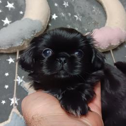 Black Baby Boy 2 - Black male Pekingese puppy in Batesburg Leesville, South Carolina from My Unique Peke
