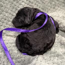 Cream Puff - Black female Poodle puppy in Salmon, Idaho from Stunningly Sweet Standards