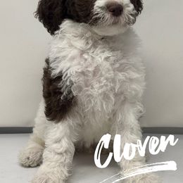Clover - Cream female Labradoodle puppy in Ballwin, Missouri from Show Me Doodles