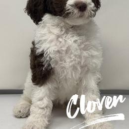 Clover - Cream female Labradoodle puppy in Ballwin, Missouri from Show Me Doodles