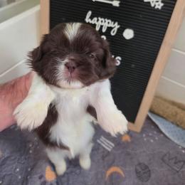 Sally - Liver and white female Shih Tzu puppy in Cook County, Illinois from My Tzu Crew