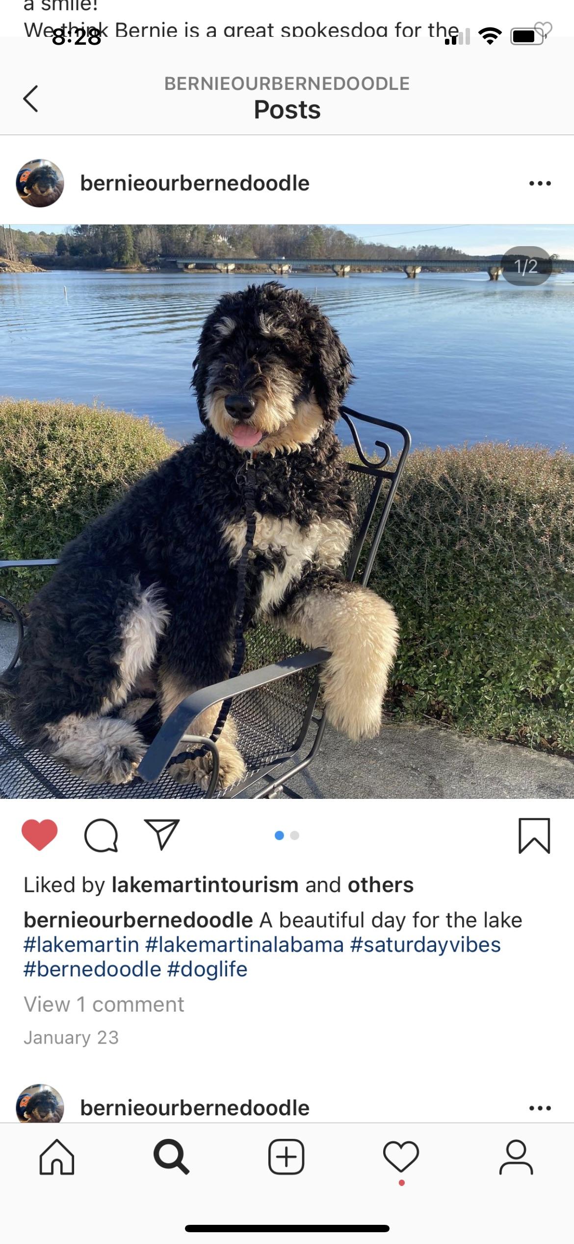Bernedoodles and Goldendoodles from Jefferson Doodles