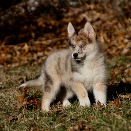 Pomeranian and Pomsky Puppies from Husky Hill Kennel