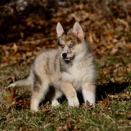 Pomeranian and Pomsky Puppies from Husky Hill Kennel