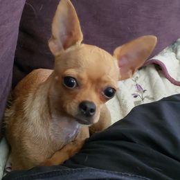 Nina - Chihuahua