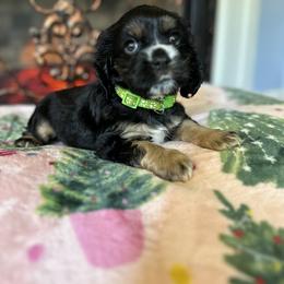 Cocker Spaniel Puppies from Fleur de Lis Cockers- Cuchna Cockers