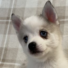 Boy 4 - Merle Pomsky puppy in Dingmans Ferry, Pennsylvania from Azura Pomskies