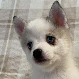 Boy 4 - Merle Pomsky puppy in Dingmans Ferry, Pennsylvania from Azura Pomskies