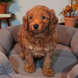 Heath - Red  male Goldendoodle puppy in Glenford, Ohio from Mi-De Doodles