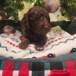 Hot Chocolate - Chocolate male Goldendoodle puppy in Pennsylvania from Pennsylvanian Puppies