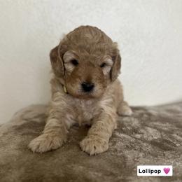 Lollipop - Red  female Goldendoodle puppy in Crothersville, Indiana from Wischmeier’s Doodles