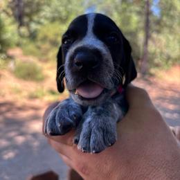 Cayenne- red collar - Black roan male German Shorthaired Pointer puppy in Mokelumne Hill, California from Underhill GSP