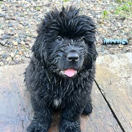 Newfoundland Puppies from Tonka Bay Newfoundlands